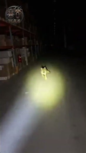 TERRIFYING POV! Wild Coyote Attacks Lone Worker In Dark Warehouse! 😱🐾💥