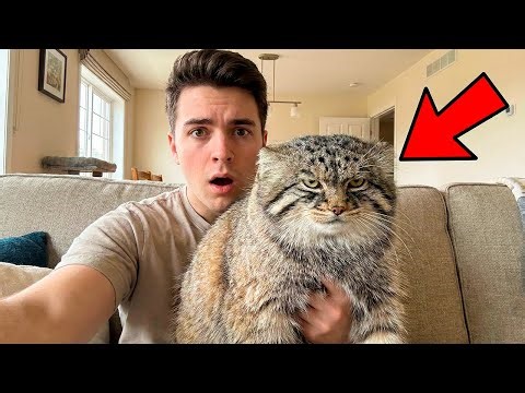 Thought It Was Just An Ugly Stray Cat... I Was Living With A Wild Pallas cat! (I'm In Shock)
