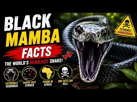 Black Mamba Facts 🐍⚡ | The World’s Deadliest Snake! 😱