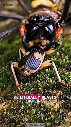 The Beetle That Shoots BOILING Chemicals! 🔥🐞
