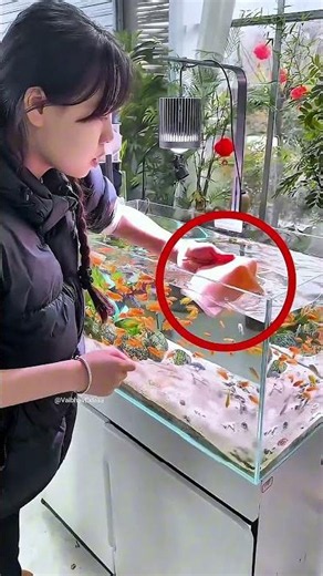 A Simple Tissue Completely Changed the Fish Tank wood working art_hand crafts_#shorts