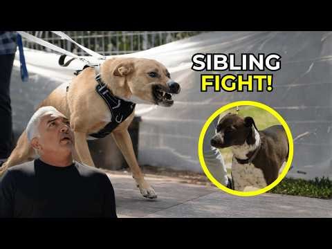 They Built a “Maximum Security” House for Their Dogs | Better Human Better Dog | S04E04