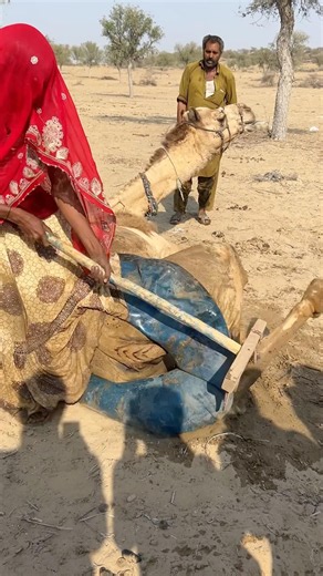 حاولت الفتاة إنزال كيس الماء باستخدام عصا،لكن الجمل كان متألمًا، فأدت ركلة واحدة إلى إحباط كل جهودها