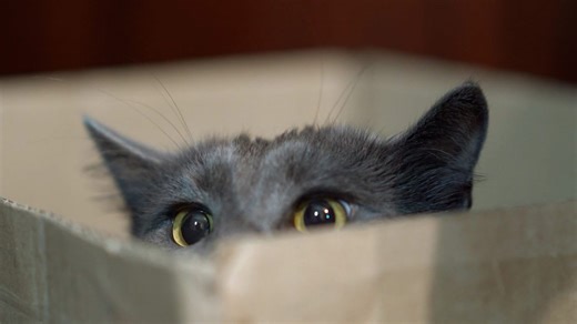 Keep calm and care for your pet, even during bad weather