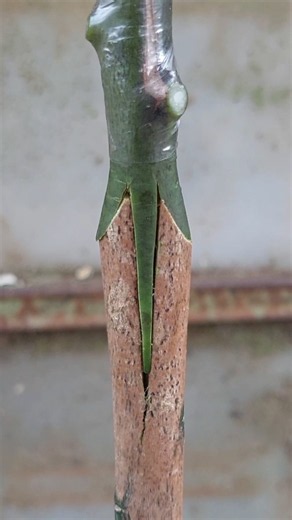 mango grafting technique #shorts #shortsviral #bonsai #part1506
