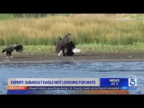 Subadult eagle seen with Shadow not looking for mate, expert says; positive news on Jackie coming so