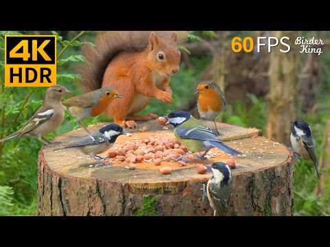 Cat TV 😺 Mischievous Birds and Squirrels in the Enchanted Forest 🐿 Cat Games 4K HDR