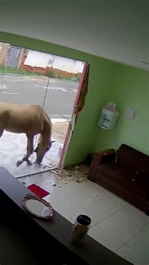 "break the glass if you're tired of being sacrificed"my horse: