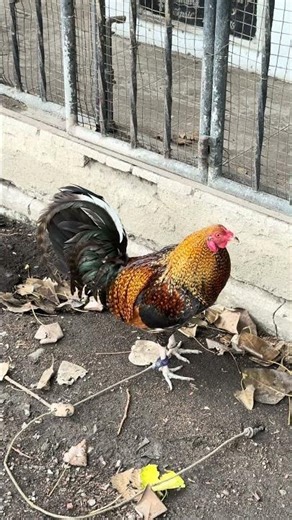 For Sabong , Cockfighting Rooster , Philippines