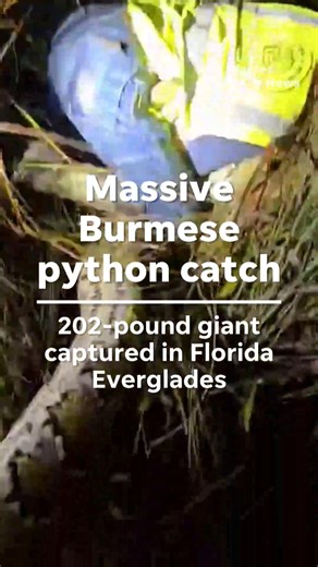 Hunter Carl Jackson captured a near-record 202-pound Burmese python in Florida's Big Cypress National Park. Read more: https://www.news-press.com/story/news/local/2026/01/26/burmese-python-florida-invasive-snake-hunt-everglades-video/88358825007/?utm_campaign=trueanthem&utm_medium=social&utm_source=facebook | The News-Press (Fort Myers and Cape Coral)