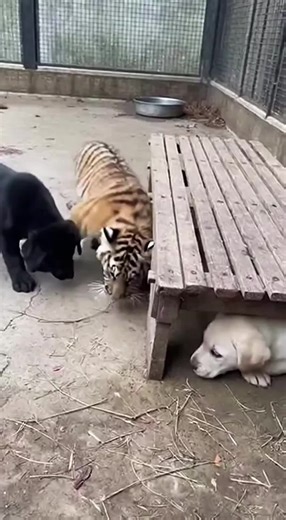 Come out Lets Play 😝😜🤣 #angrytiger #tiger #for #foryou #foryoupage❤️❤️