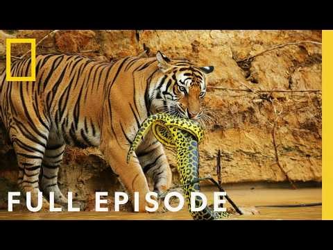 Jungle's Deadliest: Tiger vs Giant Cobra