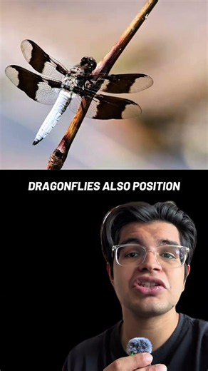 Thank god dragonflies are small now