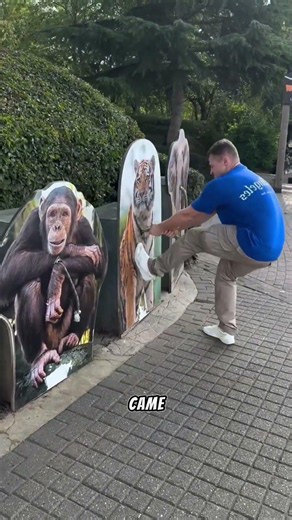 can you beat an elephant's strength? 😳🐘
