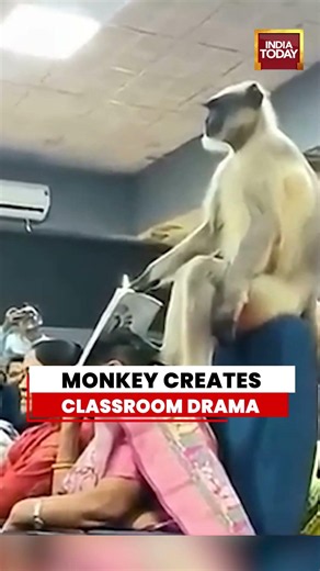 VIRAL VIDEO | Monkey Creates Chaos In Gujarat Census Training Class #viral #census #mustwatch