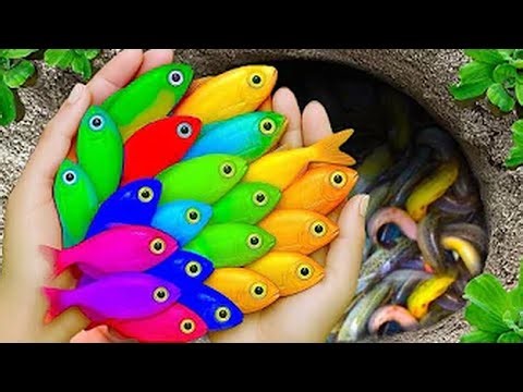 My Backyard Fishing Secret: Catching Monsters in a Small Space! 🐟🌈