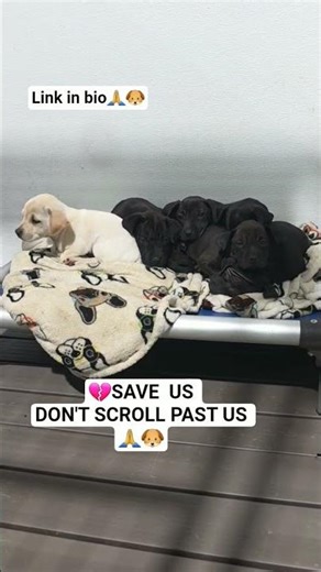 💔 6 Puppies Still Waiting Since the 25th… They Should Be in Homes, Not Kennels 🐶🙏 Urgent Help Needed