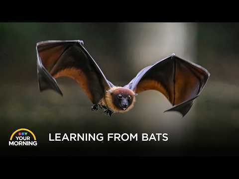A New Bat Study Could Reshape Our Future | Your Morning