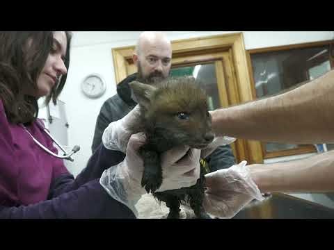 FOX CUB TRAPPED IN A STORM DRAIN