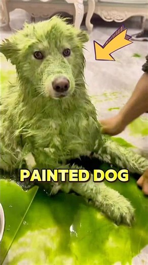 The owner painted her dog