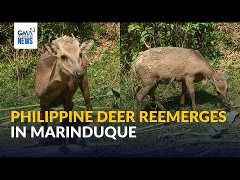 Philippine deer reemerges in Marinduque—DENR MIMAROPA | GMA Integrated News