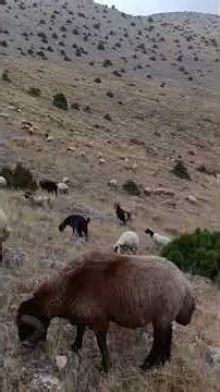Wild Herd Hidden on the Mountain Slope #Shorts #nature