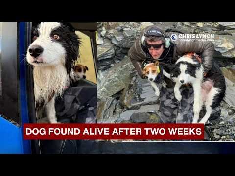 Dog found alive after falling offWest Coast waterfall nearly 2 weeks ago.