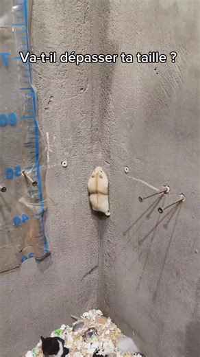 C'est le meilleure #pets #hamsters #following #viral #pourtoi