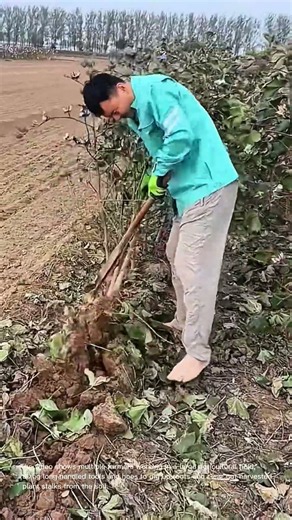 Harvesting Crops: Farmers Using Tools to Dig Up and Clear Plants in a Field
