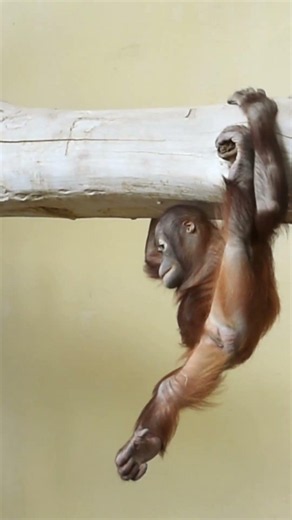 The Little Orangutan's New, Funny, and Failed Escape#shorts#orangutans#funnyvideo#funnyanimals