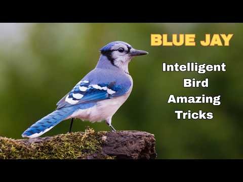 Blue Jay Bird | Blue Jay Bird Facts You Need to Know | Blue Jay Facts for Bird Lovers