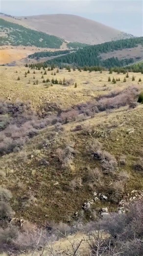 Meters Sniper Shot! 🎯💥 Massive boar down from distance!