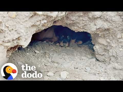 Stray Dog Mom Asks Humans To Help Her Puppies Trapped Underground | The Dodo