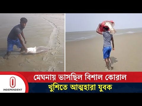 মেঘনায় ভাসছিল বিশাল কোরাল, হাতে ধরে খুশিতে আত্মহারা যুবক | Koral fish | Independent TV