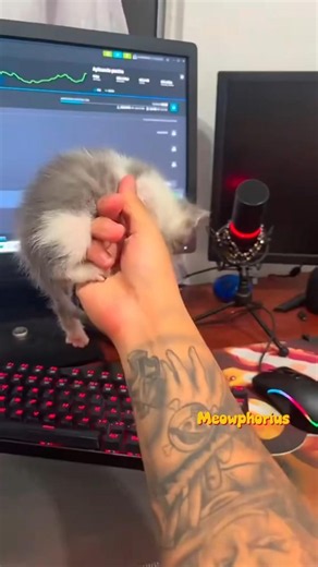 Adorable kitten moments that will melt your heart ❤️✨ #cat #kitten #cute