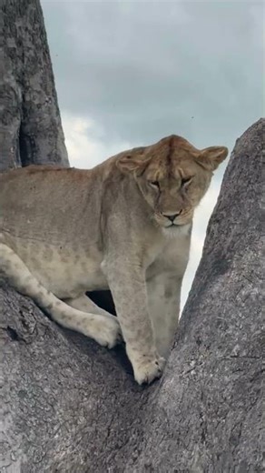 Eyes on Serengeti! - Tanzania African Safari Wonders #wildlife #serengeti