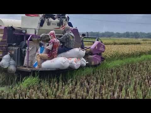 A VERY SATISFYING HARVEST! WATCH MODERN MACHINES HARVEST RICE QUICKLY - Agriculture Farming