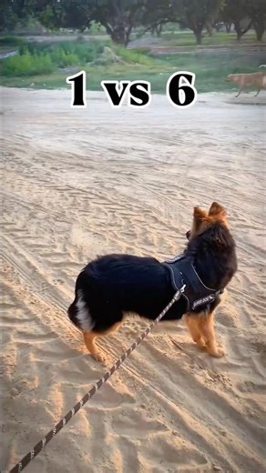 1 German Shepherd vs 6 Street Dogs! 😱🔥| #shorts