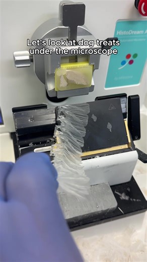 Exploring Dog Treats Under a Microscope