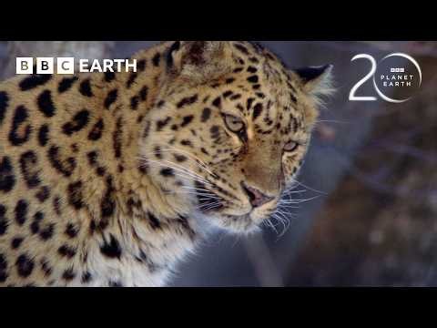 How the Amur Leopard Survives Winter | 20 Years of Planet Earth | BBC Earth