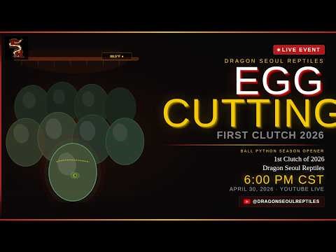 FIRST 2026 LIVE EGG CUTTING! 🐍🐍! Ball Python Clutch Reveal