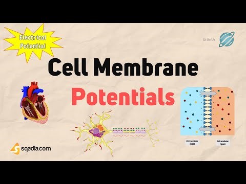 Cell Membrane Potentials | Electrophysiology | Physiology