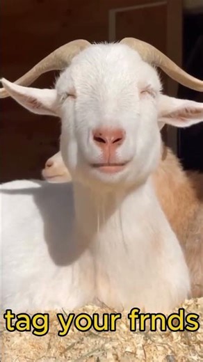 goat chewing funny video