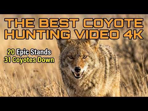 The Best Daytime Coyote Hunting Video in 4K | 20 Stands, 31 Coyotes Down