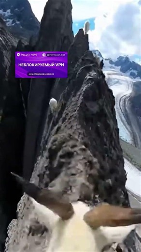 Mountain Goats POV: #goat #chill #asmr