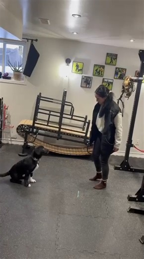 Importance of Puppy Foundational Training 🐾✨ Meet Wyatt, an adorable 3-month-old German Shepherd / English Springer Spaniel mix, who is currently being fostered by one of the amazing trainers at Grassroots K9 Georgina. This little pup is not only charming but also a quick learner! Puppy foundational training is essential for establishing a well-mannered, confident, and happy dog. Wyatt is already mastering basic commands like sit, down, spin, and come. How, you ask? With the help of a trusty cl