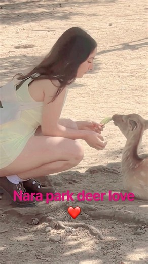 🦌❤️奈良公園で鹿に夢中！外国人女性たちの可愛すぎる鹿愛｜・・・ #narapark #奈良公園 #animals