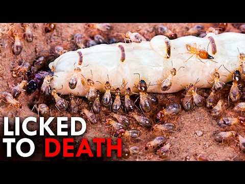 Evolution’s Worst Solutions (That Somehow Worked)