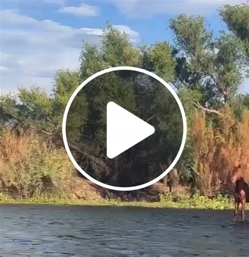 Two wild horses seemingly floating down river, possibly traveling on raft together. - NewsBreak