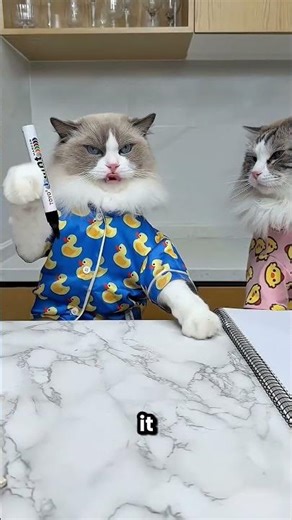 This Cat Did Magic With A Marker 😱